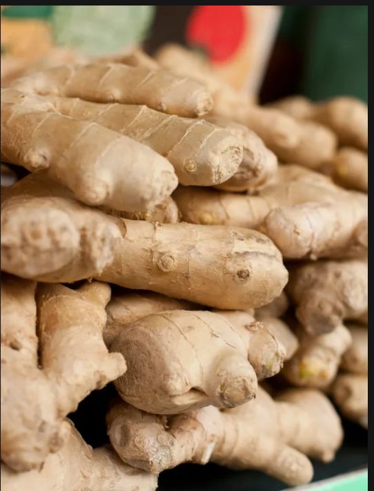 Freshly harvested organic ginger roots ready for processing