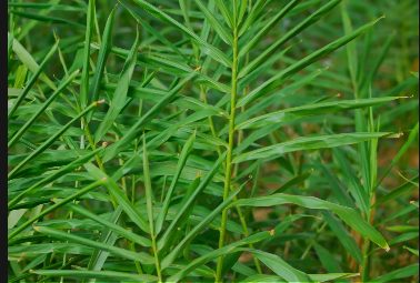 Fresh ginger plant leaves growing in the field
