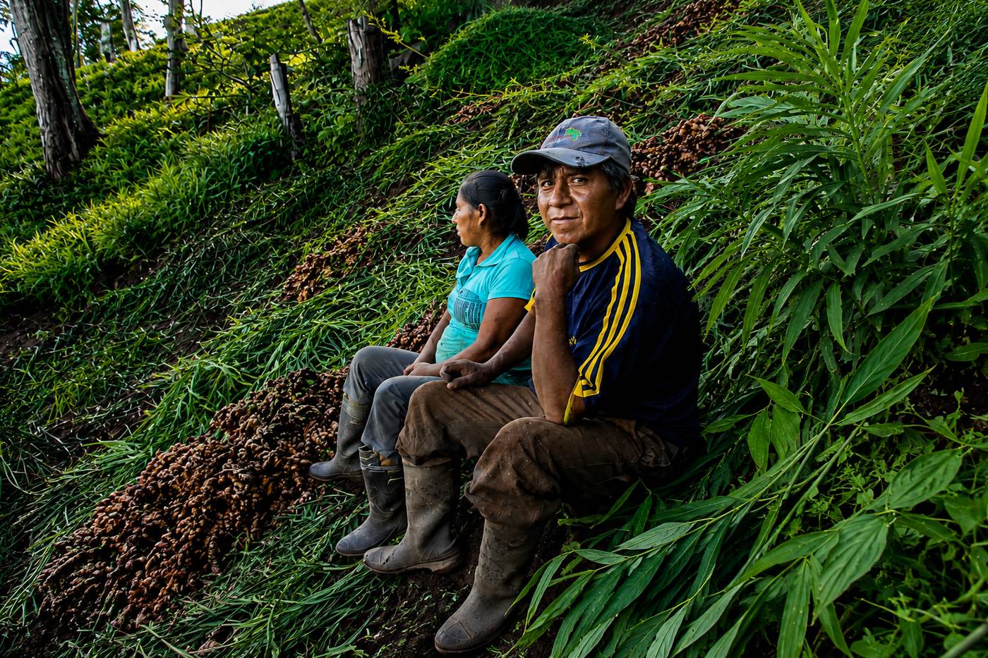 Peruvian farming family harvesting organic ginger by hand